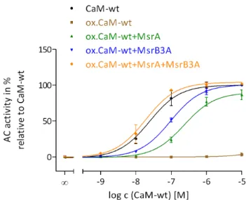 Figure 3. Restoration of CaM activation of EF by reduction of MetSO in oxidized CaM  catalyzed by MsrA and MsrB3A