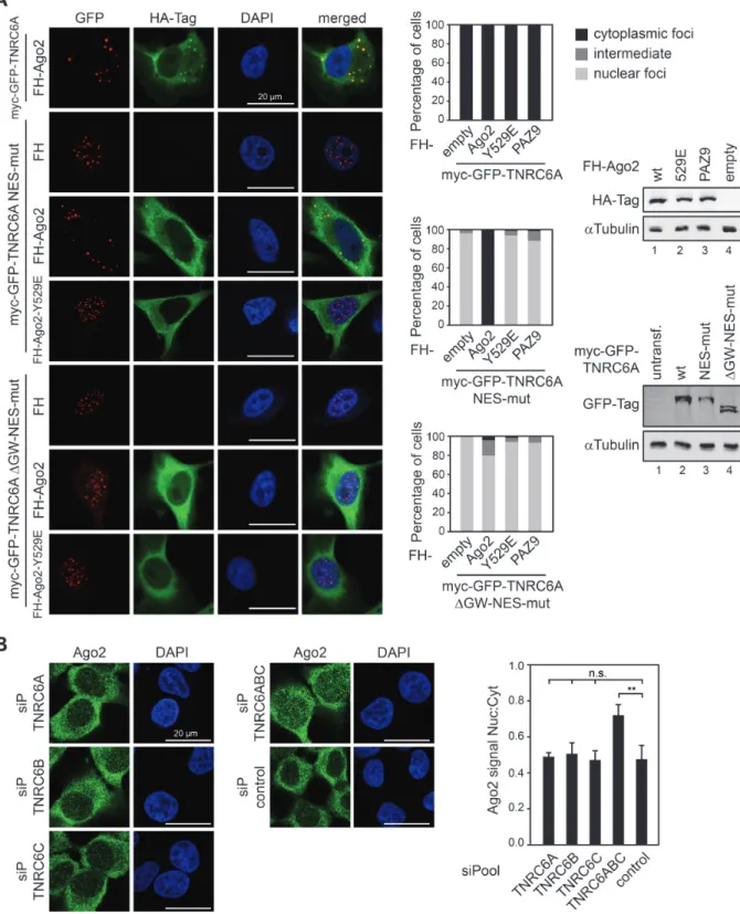 Figure 6. Reciprocal cytoplasmic retention of TNRC6 and Ago2. (A) HeLa cells were cotransfected with myc-GFP-TNRC6A, NES-mut or  GW-NES- GW-NES-mut and FH-Ago2, Y529E, PAZ9 or empty plasmid (FH)