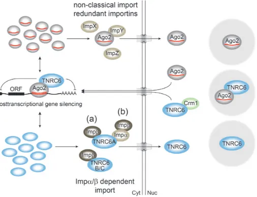 Figure 8. A model for nuclear transport of Argonaute and TNRC6 proteins. In the cytoplasm, Argonaute and TNRC6 proteins interact during miRNA- miRNA-guided gene silencing