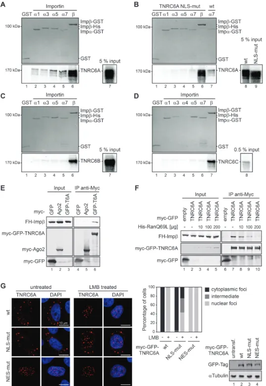 Figure 5. Importin- ␣ and Importin- ␤ interact with TNRC6 proteins. (A) In vitro transcribed and translated TNRC6A was incubated with recombinant GST alone (lane 1), GST-tagged Imp ␣ -family members and Imp ␤ -His (lanes 2–5) or Imp ␤ -GST alone (lane 6) f