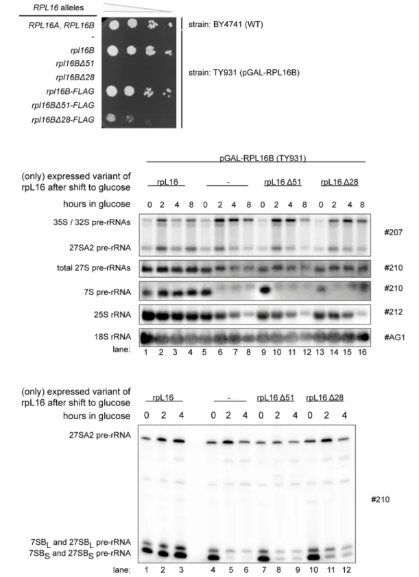 Fig 6. Impact of the C-terminal clamp-like domain of rpL16 on yeast growth and LSU rRNA processing