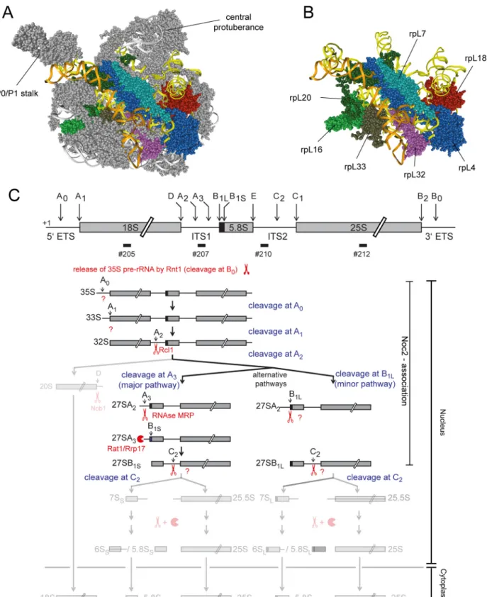 Fig 1. Position of r-proteins studied in this work in ribosomes and overview of early yeast LSU rRNA processing events