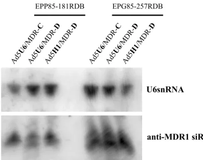 Abb. 12: Nachweis der prozessierten anti-MDR1 siRNAs 