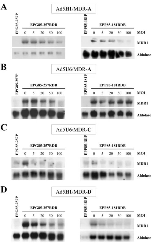 Abb. 13: Inhibition der MDR1 mRNA Expression durch anti-MDR1 shRNA exprimierende Adenoviren  Northern Blot Darstellung der für MDR1/P-gp kodierenden mRNA in humanen multidrug-resistenten Magen-  und Pankreaskarzinomzelllinien nach Transduktion mit (A) Ad5H