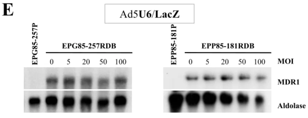 Abb. 14: Keine Inhibition der MDR1 mRNA Expression durch Ad5U6/LacZ 