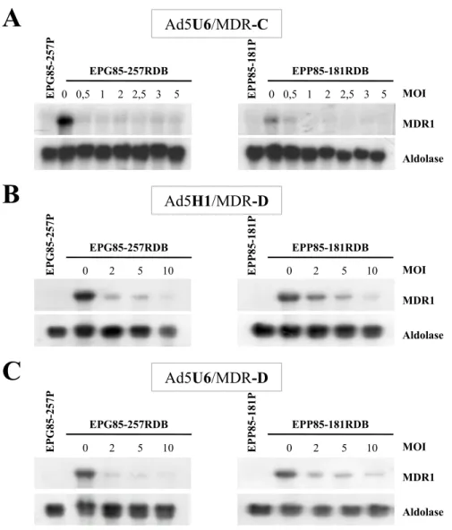 Abb. 15: Inhibition der MDR1 mRNA Expression durch anti-MDR1 shRNA Adenoviren nach 5 Tagen  Northern Blot Darstellung der MDR1/P-gp kodierenden mRNA Expression in humanen multidrug-resistenten  Magen- (links) und Pankreaskarzinomzelllinien (rechts) 5 Tage 