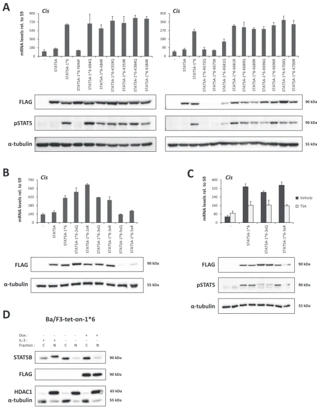 Figure 3. Lysine acetylation is not required for STAT5A-1*6 transcriptional activity in Ba / F3 cells