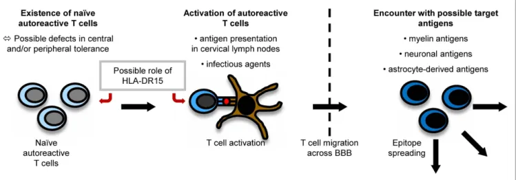 FiguRe 1 | Pathogenesis of MS. The exact pathogenesis of MS is not clear  yet. However, it can be imagined that naïve autoreactive T cells exist because  of imperfections in central and peripheral tolerance mechanisms