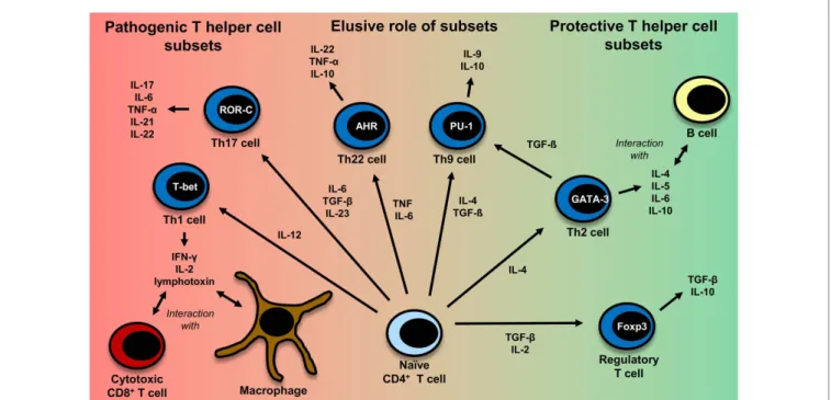 FiguRe 2 | CD4 +  T-cell differentiation. Naïve CD4 +  T cells can differentiate  into different T helper cell subsets