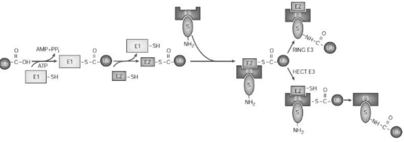 Abbildung 1: Schematische Darstellung der enzymatischen Schritte zur Ubiquitinierung ei- ei-nes Substratproteins