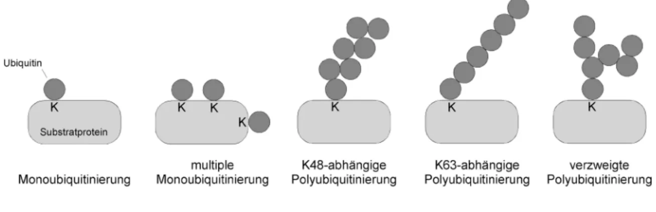 Abbildung 2: Verschiedene Formen der Ubiquitinierung von Proteinen über einen Lysinrest