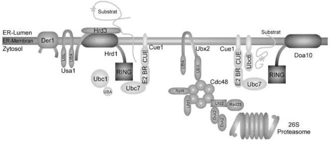 Abbildung  3:  Schematische Darstellung ER-assoziierten Proteindegradation (ERAD).  Die  RING-Ligasen Hrd1 und Doa10 binden die Substratproteine selbst oder über assoziierte Faktoren