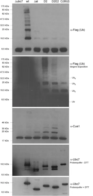 Abbildung  7:  In vitro  Ubiquitinierungsreaktionen der Ubc7-Varianten mit Cue1 und Hrd1
