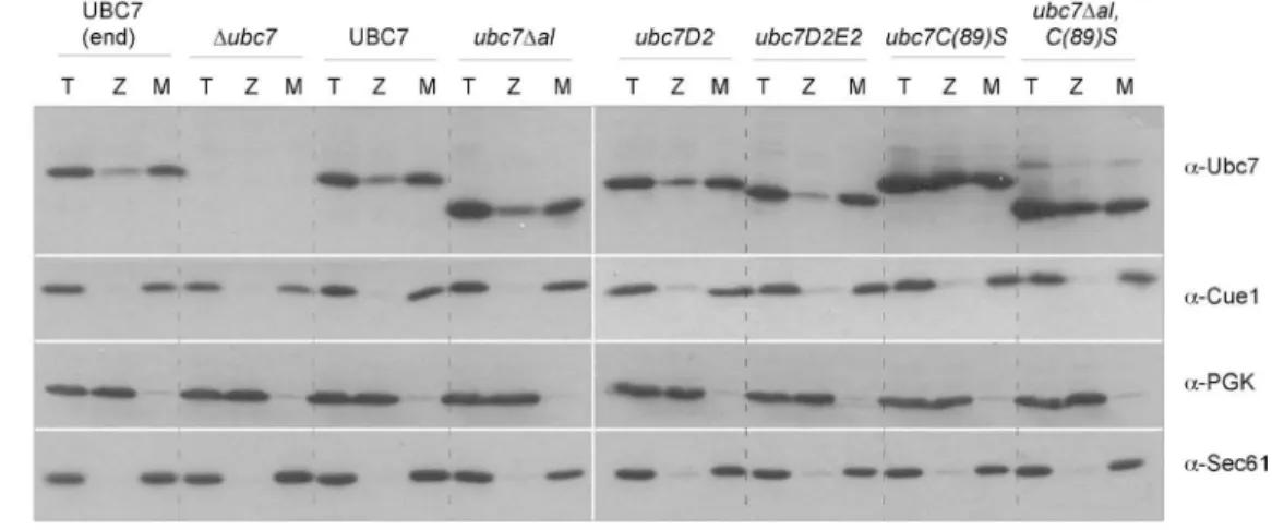 Abbildung 8: Abbau von Substratproteinen im WT und in ubc7-Mutanten  in vivo. A: Fraktio- Fraktio-nierung von Hefezellen in Totallysat (T), zytosolische (Z) und Membranfraktion (M)