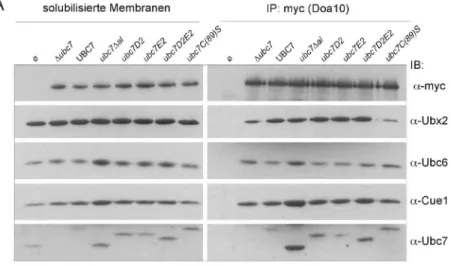 Abbildung 9:  Zusammensetzung der ERAD-Ligasekomplexe in ubc7-Mutanten. Immunpräzi- Immunpräzi-piation der myc-epitopmarkierten Ligase Doa10 (A) oder des HA-epitopmarkierten Hrd1-assoziierten  Proteins Hrd3 (B) aus solubilisierten Membranen äquivalenter Me