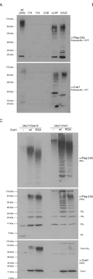 Abbildung  10: Einfluss  verschiedener Cue1-Varianten  auf die Ubc7-abhängige  in vitro  Ubiquitinierung