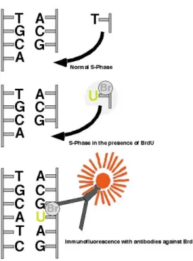 Abb. 1: Markierung von mitotischen Zellen mit Bromodesoxyuridin. Die schematische Zeichnung zeigt im oberen Teil, wie in der normalen Synthesephase (S-Phase der Mitose Thymidin (T) sich mit Adenin (A) paarend in den neuen Strang der DNA eingebaut wird.