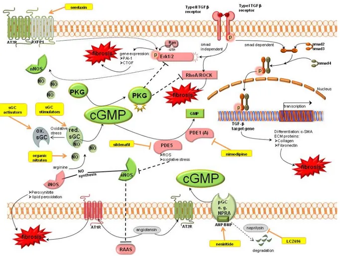 Figure 2. Cyclic guanosine monophosphate signalling pathways in kidney fibrosis including  pharmacological treatment options