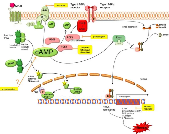 Figure 1. Cyclic adenosine monophosphate signalling pathways in kidney fibrosis including  pharmacological treatment options