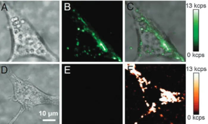 Fig. 11 Endocytosis of PAA-coated UCNPs by murine fibroblasts (NIH 3T3). (A) Brightfield image of a cell with endocytosed UCNPs, (B) upconverting luminescence under 980 nm excitation, and (C) overlay.