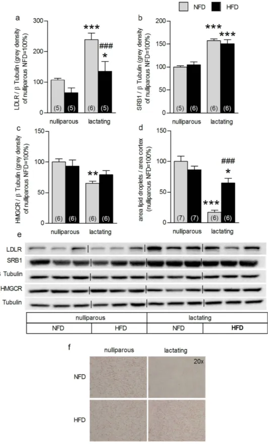 Figure 4.  High-fat diet (HFD) feeding impacted on lactation-associated adrenal plasticity