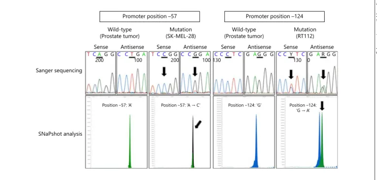 Fig. 1.  Representative examples for Sanger sequencing and  SNaPshot analysis of the promoter mutation hotspots at –57 and  –124
