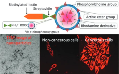Fig. 9 Architecture of a nanoparticle capable of targeting cancer cells. The surface is rendered biocompatible and negatively charged by coating it with phosphocholine groups