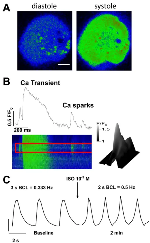 Fig 5. Spontaneous intracellular Ca fluctuations in iPS cell-derived cardiomyocytes. A: Exemplary traces of fluo-4 fluorescence in an iPS cell-derived cardiomyocyte at low-diastolic (left) and high-systolic [Ca] I (right)