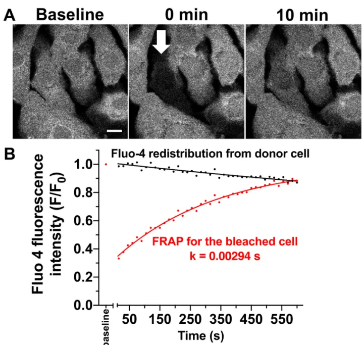 Fig 6. Functional gap junctions in cardiac clusters. A: Original recording of a iPS cell-derived cardiomyocyte cluster loaded with the gap junction permeable dye fluo-4 at baseline (left panel, scale bar 10 μ m), immediate after photobleaching of a single 