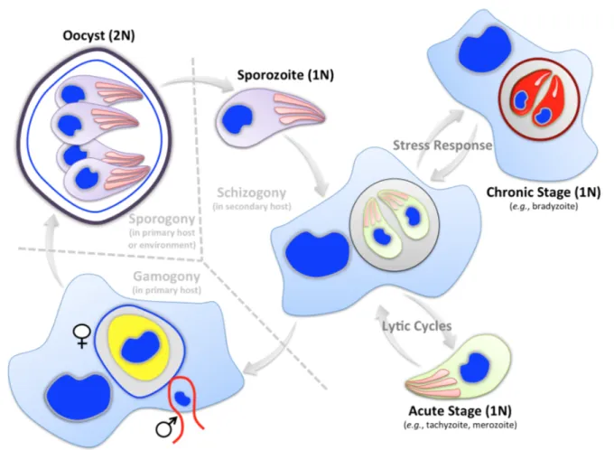 Fig 3: Simplified lifecycle of apicomplexan parasites. Only the most generic type lifecycle and underlying stages  are depicted