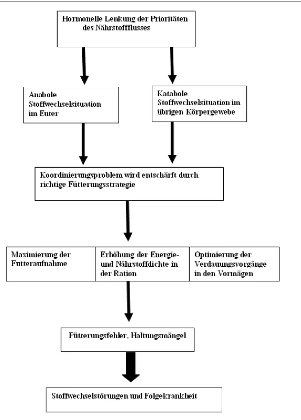Abb. 2: Schematische Darstellung der Stoffwechselregulation vor allem in der Frühlaktation (B USCH  et al  2003) 
