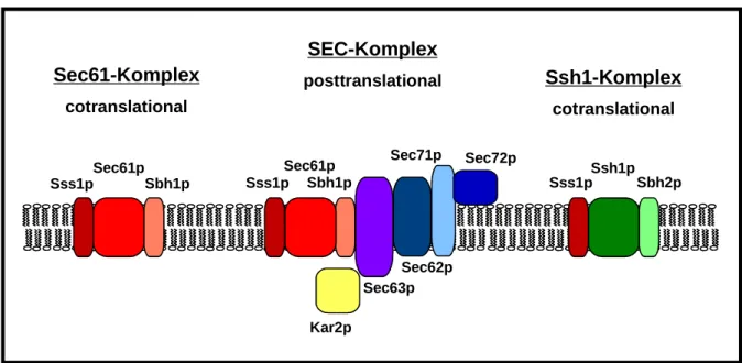 Abb. 1: Die Hefe S. cerevisiae hat drei verschiedene Translokationskomplexe für den ER-Import