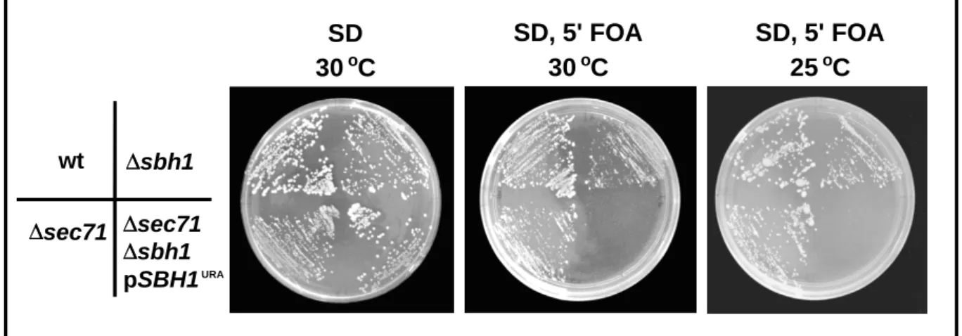 Abb. 3: Genetische Interaktion von SEC71 und SBH1. Hefestämme wie angegeben, wurden über Nacht in YPD angezogen, ausgestrichen und bei den angegebenen Temperaturen 2-3 Tage inkubiert.