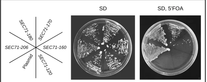 Abb. 7: Versuch zur Komplementation des Hefestamms ∆sec71/∆sbh1 mit C-terminalen Verkürzungen von SEC71