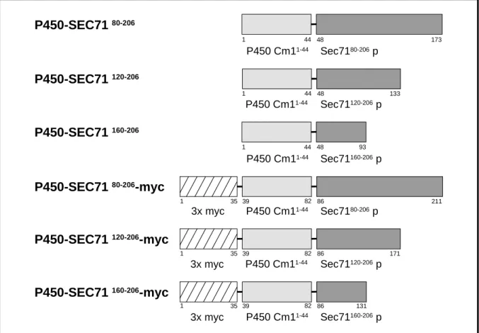 Abb. 11: Schematische Darstellung der Fusionsproteine von P450 Cm1-Membrananker aus Candida maltosa (P450 Cm1 1-44 ) und verschiedenen cytosolischen Fragmenten von S.c