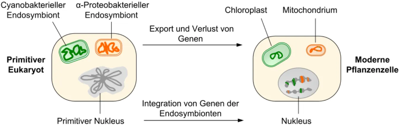 Abbildung 1: Endosymbiontische Herkunft von Chloroplasten und Mitochondrien. Der cyanobakte- cyanobakte-rielle und der α-proteobaktecyanobakte-rielle Endosymbiont wurden durch unabhängige Phagozytosevorgänge in  die Wirtszelle aufgenommen