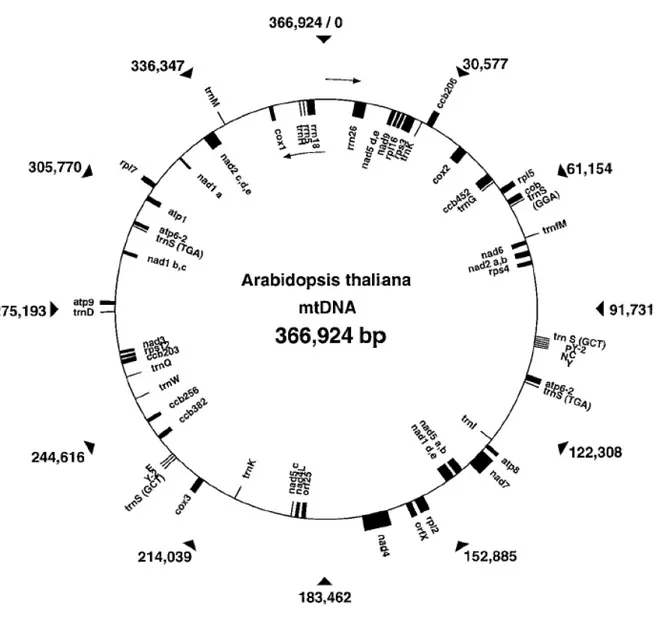 Abbildung 3: Organisation des mitochondrialen Genoms von Arabidopsis thaliana [aus Dombrowski  et al., 1998]