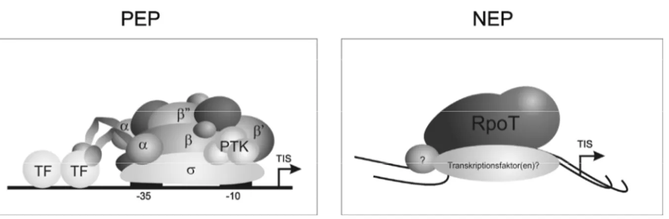 Abbildung 4: Plastidäre RNA-Polymerasen. Links: Plastidärkodierte RNA-Polymerase (PEP)