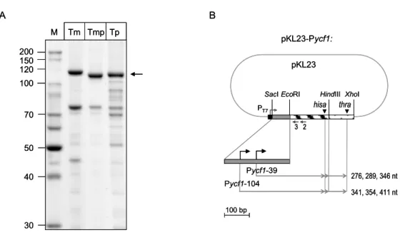 Abbildung 8: Komponenten des in vitro-Transkriptionssystems. (A) Aufreinigung der rekombinanten  Phagentyp-RNA-Polymerasen RpoTm (Tm), RpoTmp (Tmp) und RpoTp (Tp) aus Arabidopsis ohne  die durch TargetP [Emanuelsson et al., 2000] vorhergesagten Transitpept