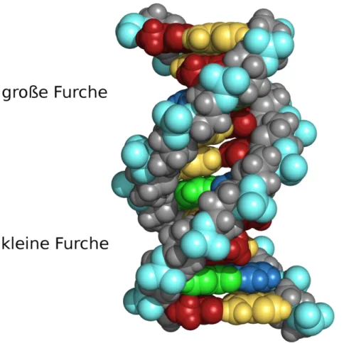 Abbildung 4: Die große und die kleine Furche einer Doppelhelix-DNA (Bild- (Bild-quelle: [26]).