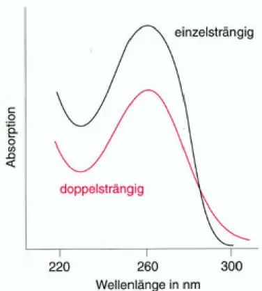 Abbildung 5: Absorptionsspektrum der ssDNA und dsDNA. Die doppel- doppel-str¨ angige DNA absorbiert bei 260 nm mehr Licht als die ssDNA