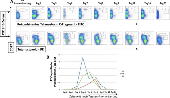 Abb. 15. Kinetik rTT.C- und TT-bindender B-Zellen des peripheren Blutes nach sekundärer  Tetanusimmunisierung