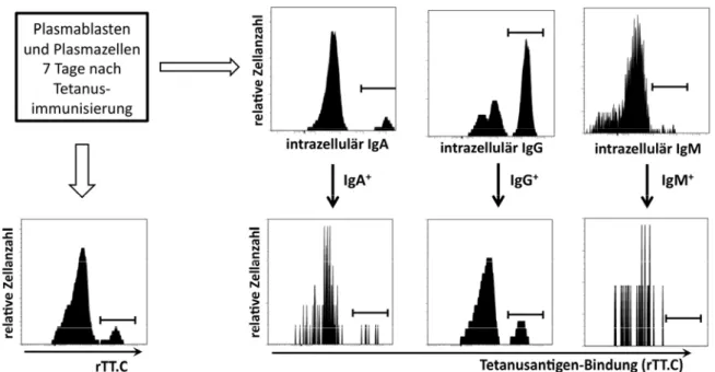 Abb. 16: Antigenspezifische Plasmablasten exprimieren intrazelluläres  Immunglobulin G