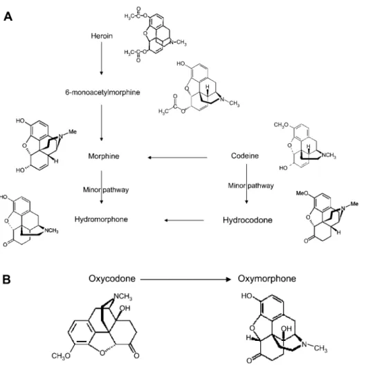Figure 1 Opioid metabolism.