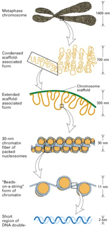 Figure 1.2: DNA double helix coils are around the histone octomer to form a bead-like structure (11 nanometer diameter)