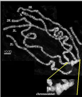 Figure 1.6: Drosophila polytene chromosomes are viewed on light microscopy.