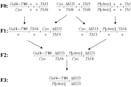 Figure 2.2: Crossing map of rescue assay.