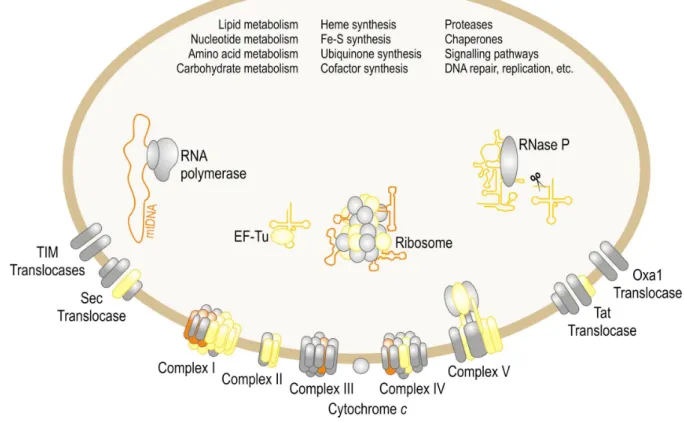 Figure 1: Participation of mtDNA-encoded proteins and RNAs in biological processes in mitochondria