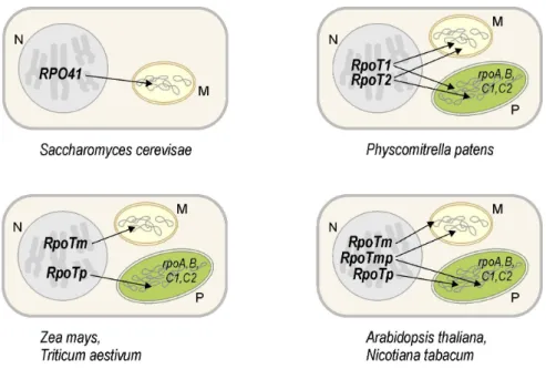 Figure 4: Nuclear genes encoding organellar phage-type RNA polymerases. Genes in the nucleus (N, grey)  of eukaryotic organisms code for T7 phage-like RNA polymerases which, following their synthesis in the  cytoplasm, are imported into mitochondria (M, ye