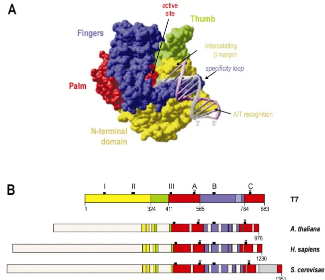 Figure 5: Conserved sequence regions of the T7 phage and eukaryotic phage-type RNA polymerases